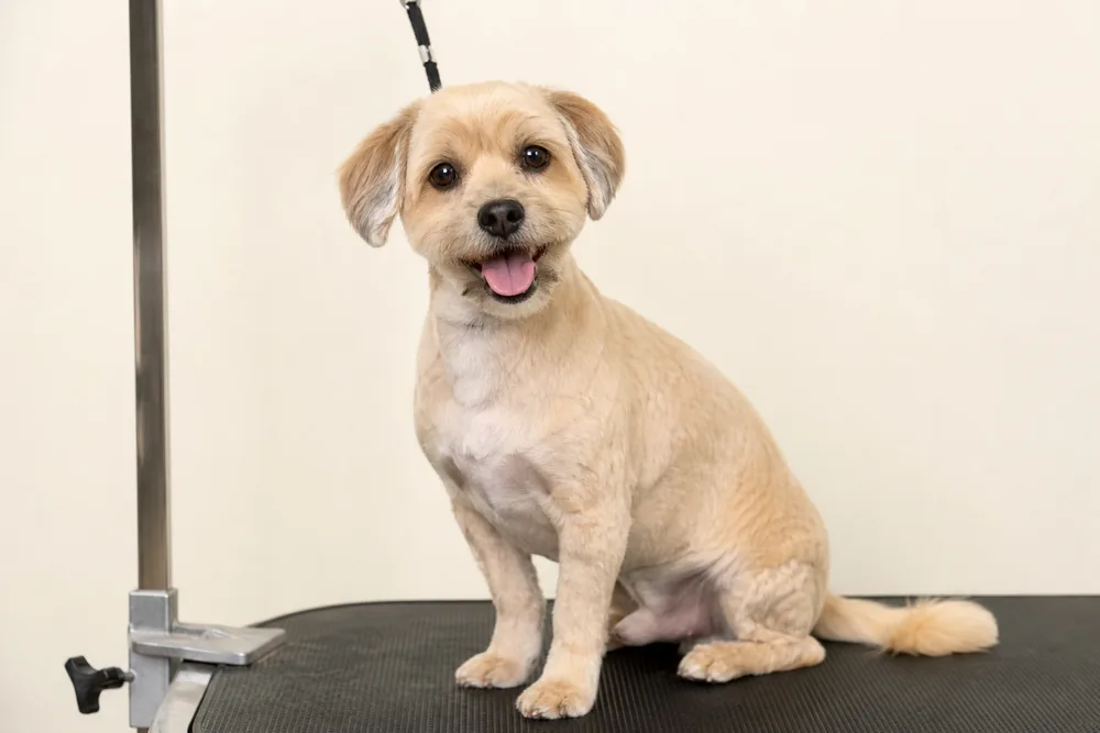 Chien après toilettage, poil propre, net et bien coiffé