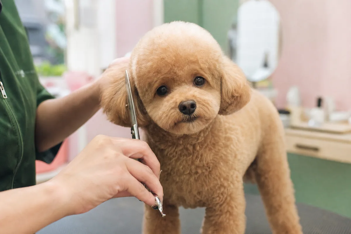 Toiletteuse finissant une coupe aux ciseaux sur la tête d'un caniche toy au salon