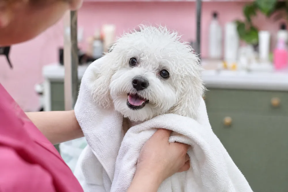 Petit chien tout juste sorti du bain, séché à la serviette par la toiletteuse