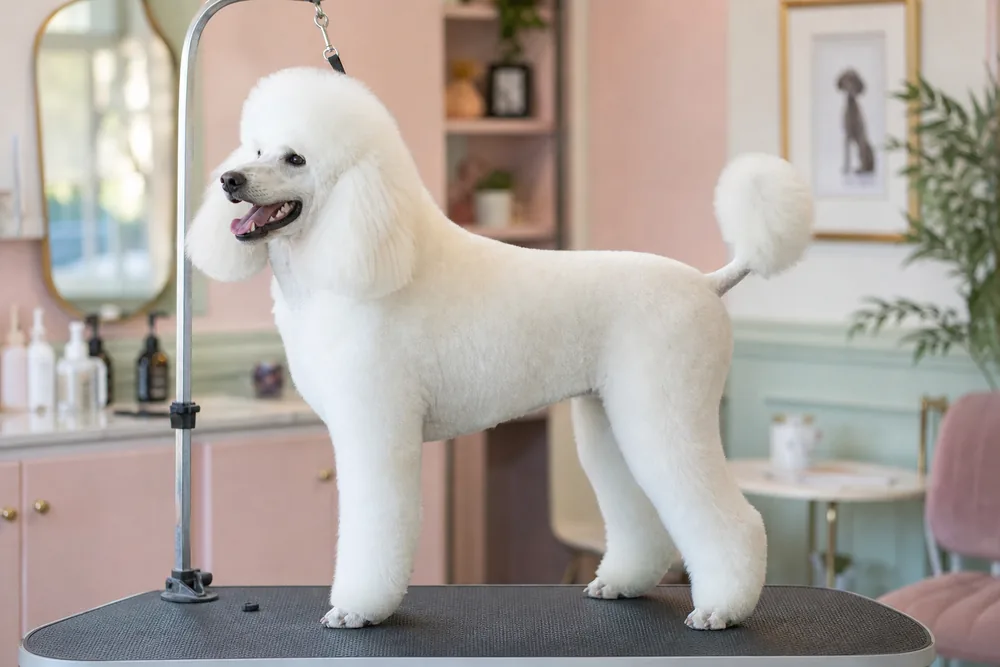 Caniche blanc au corps entier fraîchement toiletté, coupe teddy ronde