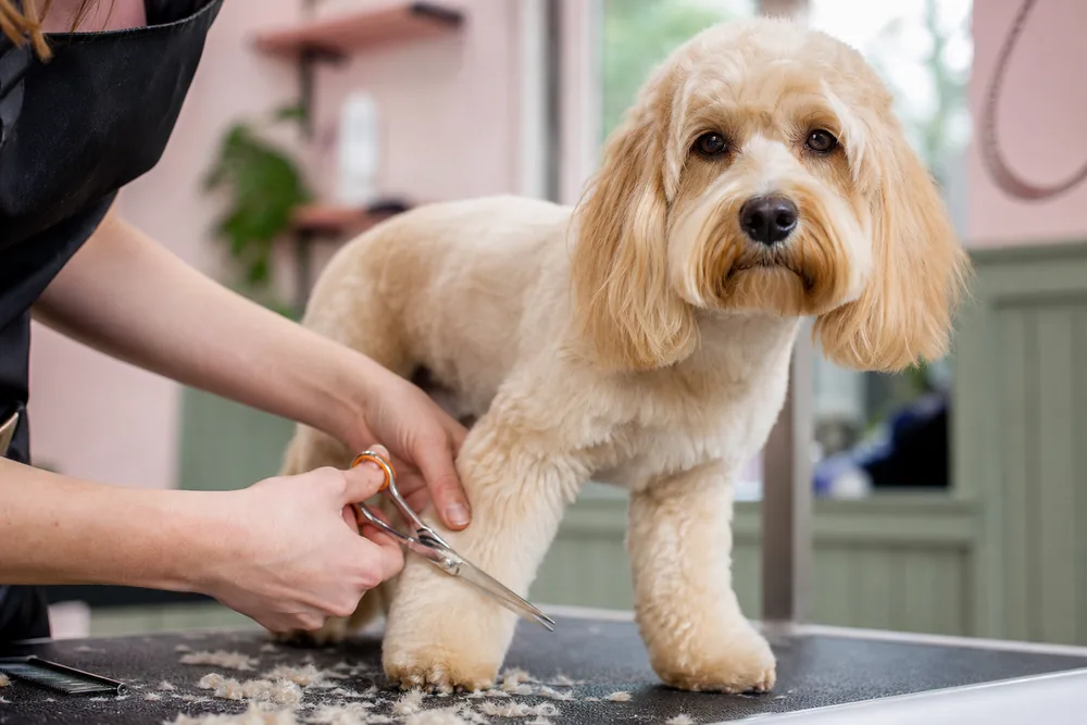 Gros plan sur une coupe aux ciseaux du poil des pattes d'un chien beige