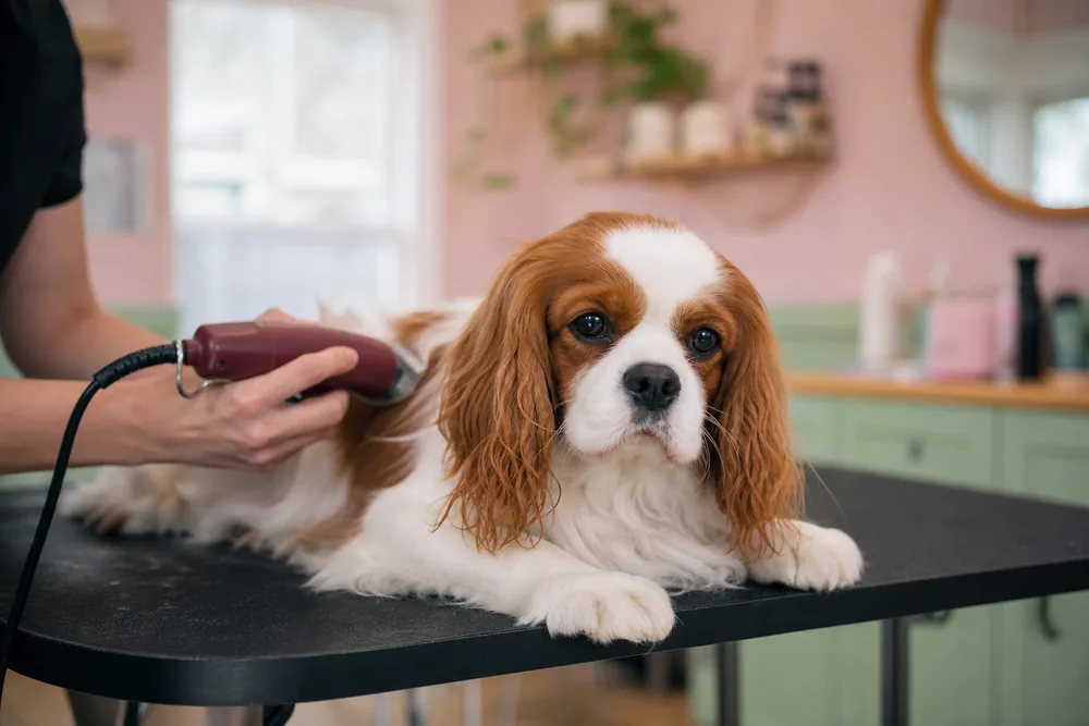 Cavalier King Charles allongé, tondu tout en douceur au salon