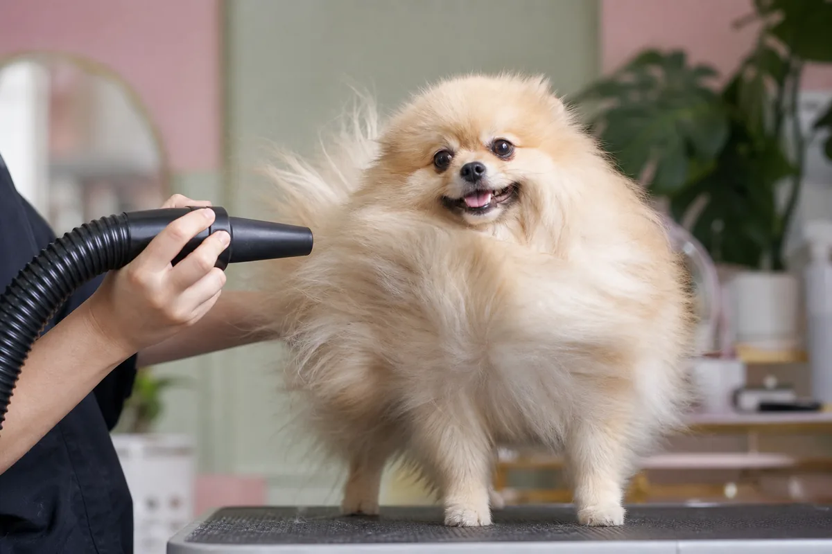 Chien poméranien séché au pulseur, poil gonflant et volumineux